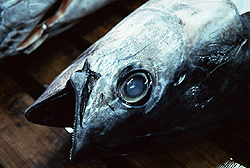 Depleted marine stocks from overfishing